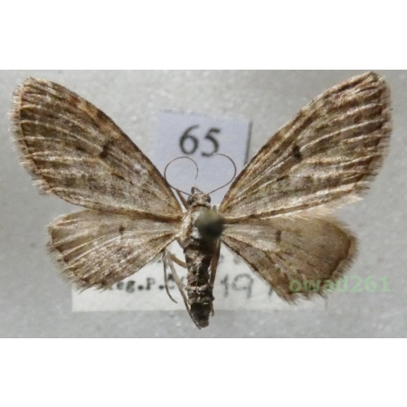 Eupithecia lariciata (Freyer, 1841) Czech65